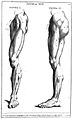 "Anatomia per uso del disegno...", B. Genga, 1691 Wellcome L0009699.jpg