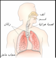 Respiratory system-ar.png