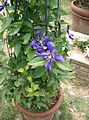 Clematis 'Evisix'1.jpg