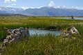 Freshwater spring next to Mono Lake-1000px.jpeg