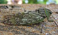 Cicada Uganda rotated.jpg