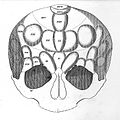 "Anatomie et physiologie..." F.J. Gall & J.C. Spurheim, 1810 Wellcome L0020349.jpg