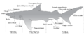 800px-Anatomia dello squalo.png