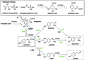 (S)-Higenamine Biosynthesis-1.tif