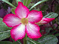 "Adenium obesum" Also known by the names "Sabi Star, Kudu, Mock Azalea, Impala Lily & Desert-rose.jpg