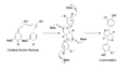 (+)-Pinoresinol Biosynthesis.png