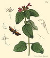 Euclemensia woodiella.jpg