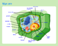 Plant cell structure bn.png
