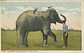 "Babe", Walbridge Park elephant, Toledo, Ohio - DPLA - 6777c0761ba2881404729e3cc9593207 (page 1).jpg