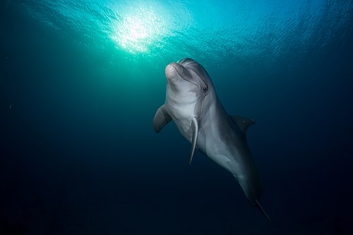 Eilat Dolphin Reef (3).jpg