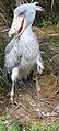 450px-Shoebill-cropped.JPG