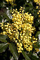 - Mahonia aquifolium 03 -.jpg