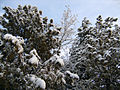 Snow in Afghanistan-colorcorr.jpg