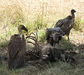 800px-White-backed vultures eating a dead wildebeest adjusted.jpg