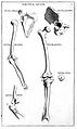 "Anatomia per uso del disegno...", B. Genga, 1691 Wellcome L0009681.jpg