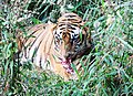 "When a man wants to murder a tiger he calls it sport, when a tiger wants to murder him he calls it ferocity." - George Bernard Shaw - Flickr - Dr. Santulan Mahanta.jpg