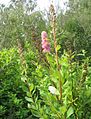 Spiraea douglasii.jpg