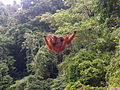 Orang-utan bukit lawang 2006.jpg