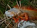 Iguana iguana, with blue and red coloration.jpg