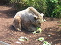 800px-Syrian brown bear.jpeg