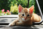 Red Kitten 01.jpg