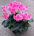 Alpenveilchen Cyclamen 1.jpg