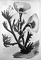 "Agaricus ramosus...", Ehret Wellcome L0014370.jpg