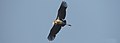 "Fear the vulture, and the vulture will come. Fear nothing, and you are the vulture." Suzy Kassem - Flickr - Dr. Santulan Mahanta.jpg