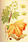 Illustration Acer platanoides1.jpg