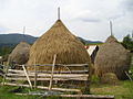 " Cabeza de paja " en Valea Gugi.JPG