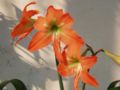 800px-Hippeastrum striatum2.jpg