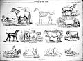 "Animals of the farm, sheet VI" after G. Stell Wellcome L0019090.jpg