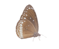 Euploea core.png