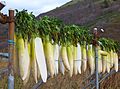 Wakkanai, Japan 2011 Daikon (6291773703).jpg