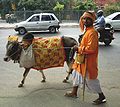 Cow on Delhi street.jpg