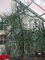 EuphorbiaTirucalliPlant.jpg