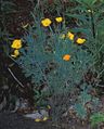 Eschscholzia californica fiorita-01.jpg