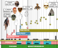 Evoluzione umana (1M-100.000 anni fa).png